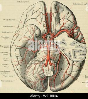 Image d'archive à partir de la page 939 de Cunningham's Text-book d'anatomie (1914) Banque D'Images