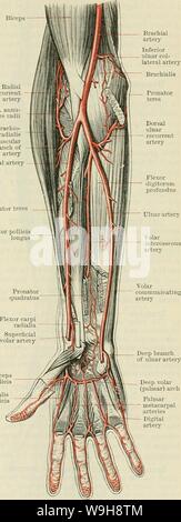 Image d'archive à partir de la page 954 de Cunningham's Text-book d'anatomie (1914). Cunningham's Text-book d'anatomie cunninghamstextb00cunn Année : 1914 ( LE AETEEY ULNAE. 921 Relations extérieures de la troisième partie.-La troisième partie de l'artère radiale, volarwards passe entre les deux chefs de la première nageoire dorsale interosseous muscle, pour atteindre le palm, où il s'ulnarwards, profonde à la partie proximale de l'oblique muscle adducteur du pouce, et, après le passage dans la partie proximale de l'artère récurrente radiale Biceps Lig. annu- lare radii Brachio radial- direction générale de l'artère musculaire de l'artère radiale Pronator tere Flexo Banque D'Images