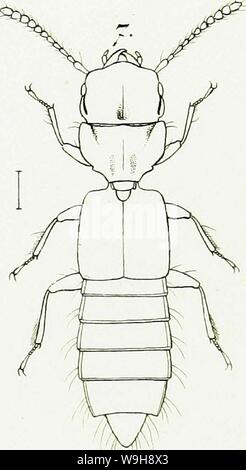 Image d'archive à partir de la page 968 de genres et espèces insectorum staphylinorum Banque D'Images