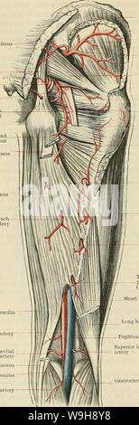 Image d'archive à partir de la page 983 de Cunningham's Text-book d'anatomie (1914). Cunningham's Text-book d'anatomie cunninghamstextb00cunn Année : 1914 ( 950 VASCULAK LE SYSTÈME. gluteus maximus, avec le fessier de qualité inférieure et les premières artères perforantes et avec la direction générale de la trans- verset de la circonflexe latérale, et, dans le fond de l'ischio-jambiers, avec les branches de la profunda. (D) Les artères perforantes (Fig. 780), y compris la direction de la borne de la profunda, sont au nombre de quatre. Ils postéro- courbe latéralement, autour de l'aspect postérieur du fémur se trouvant près de l'os, et un- Banque D'Images