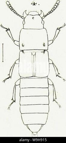 Image d'archive à partir de la page 968 de genres et espèces insectorum staphylinorum Banque D'Images