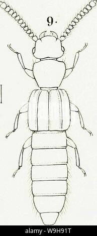 Image d'archive à partir de la page 968 de genres et espèces insectorum staphylinorum Banque D'Images