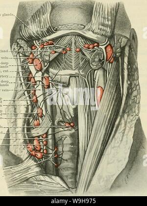 Image d'Archive de la page 1034 du Cunningham's Text-book d'anatomie (1914). Cunningham's Text-book d'anatomie cunninghamstextb00cunn Année : 1914 ( LES GANGLIONS DU COU. 1001 La taille lorsqu'ils sont présents ils se trouvent en association avec les veines jugulaires antérieures. L'origine exacte de leurs afférences vagales et les résiliations de leurs efferents sympathiques sont inconnus, mais il est probable qu'ils reçoivent de la lymphe tissus superficiels de la face antérieure du cou, et le transmettre à la partie inférieure du col des glandes. Les ganglions cervicaux antérieurs sont- (a) l'Infrarouge glandes hyoïde, qui se trouvent en avant t Banque D'Images