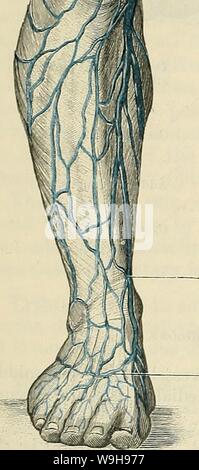 Image d'Archive de la page 1021 de Cunningham's Text-book d'anatomie (1914). Cunningham's Text-book d'anatomie cunninghamstextb00cunn Année : 1914 ( de la grande veine saphène (veine saphène arcade veineuse dorsale Fig. 794.- -La Grande veine saphène interne et de ses affluents. numérique de la veine dorsale partie médiane du grand orteil se termine dans la grande veine saphène, et qu'à partir de la face latérale du petit orteil se termine dans la petite saphène. Arcus Venosus dorsalis pedis.-l'arcade veineuse dorsale se trouve dans le tissu sous-cutané, entre la peau et la face dorsale des branches de la superficia numérique Banque D'Images