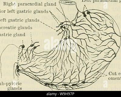 Image d'Archive de la page 1052 du Cunningham's Text-book d'anatomie (1914) Banque D'Images