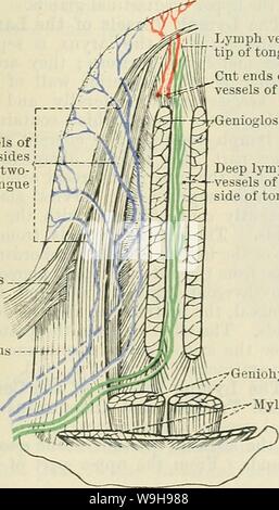 Image d'Archive de la page 1038 de Cunningham's Text-book d'anatomie (1914). Cunningham's Text-book d'anatomie cunninghamstextb00cunn Année : 1914 ( Le Géniohyoïdien glandes du col de l'ubmental médiale - glande Fig. 803.âDiagram-côté de Afficher les vaisseaux lymphatiques de la modification.) Origines et extrémités de la langue. (Après Poirier, dans les glandes sous-maxillaires, mais dans certains cas, un ou plusieurs navires de ce groupe passent à la partie supérieure de ganglions cervicaux superficiels. Les vaisseaux lymphatiques muco-nasale périoste.- âThe les récipients de la partie antérieure des fosses nasales périoste muco-accompanv les navires de la partie inférieure de Banque D'Images