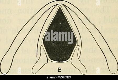 Image d'archive à partir de la page 1103 de Cunningham's Text-book d'anatomie (1914). Cunningham's Text-book d'anatomie cunninghamstextb00cunn Année : 1914 ( Fig. 852.-Diagramme op Rima Glottidis. Au cours d'une respiration facile ordinaires. B. largement ouvert. Banque D'Images