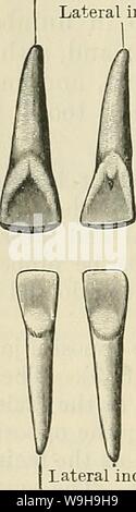 Image d'Archive de la page 1149 de Cunningham's Text-book d'anatomie (1914). Cunningham's Text-book d'anatomie cunninghamstextb00cunn Année : 1914 ( 3e 1ère molaire prémolaire molaire | 1er & 2e | L'Incisive latérale 2ème molaire incisive centrale canine prémolaire Fig. 881.-Les dents permanentes op le côté droit, Aspect labial. La ligne supérieure montre les dents du haut, la ligne inférieure les dents du bas. La large 'vertical ridge labial ' est distinct sur la partie supérieure et les dents canines prémolaire. La plus petite de toutes les dents et sont placés verticalement. Les racines des incisives supérieures sont la seule, bien qu'une gorge est parfois vu sur e Banque D'Images