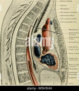 Image d'Archive de la page 1123 de Cunningham's Text-book d'anatomie (1914). Cunningham's Text-book d'anatomie cunninghamstextb00cunn Année : 1914 ( 1090 KESPIRATOKY LE SYSTÈME. gros vaisseaux qui ressort d'elle ; (2) les veines innommé et une partie de la veine cave supérieur ; (3) la trachée, l'œsophage, et le canal thoracique ; (4) l'activité phrénique, vagi, nerfs cardiaques et, et le nerf récurrent gauche ; (5) le thymus. Le médiastin moyen est la partie large de la zone qui contient le péricarde, et se trouve en dessous du médiastin supérieur. En plus du péricarde et son contenu au mediast Banque D'Images