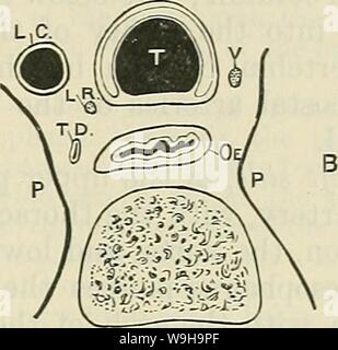 Image d'Archive de la page 1184 de Cunningham's Text-book d'anatomie (1914) Banque D'Images