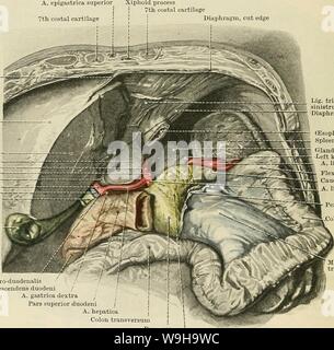 Image d'archive à partir de la page 1203 de Cunningham's Text-book d'anatomie (1914). Cunningham's Text-book d'anatomie cunninghamstextb00cunn Année : 1914 ( 1170 LE SYSTÈME DIGESTIF. sa mesure par gauche^ coupole du diaphragme, qui progressivement vers le bas des arches à l'arrière et sur la gauche pour atteindre le sol. Le plancher ou 'led' intestinale (Fig. 921) est un plateau en pente sur laquelle la face postérieure de l'estomac se repose, et par lequel il est pris en charge. Le lit est formé en arrière par le pôle supérieur du rein gauche (avec-supra-glande rénale) et la surface de l'estomac de la rate ; l'avant de ce, par le w Banque D'Images