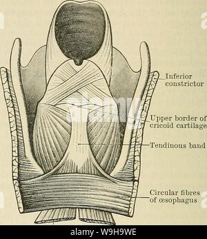 Image d'archive à partir de la page 1187 de Cunningham's Text-book d'anatomie (1914). Cunningham's Text-book d'anatomie cunninghamstextb00cunn Année : 1914 ( fibres longitudinales' divergentes trachée Fig. 909. Dissection - pour montrer l'arrangement des fibres musculaires sur la face postérieure de l'œsophage et du pharynx. Remonter vers le haut, les fibres musculaires de l'ocde- phagus sont vus pour séparer la partie postérieure ; passage de tour sur les côtés, ils forment deux bandes longitudinales qui répondent en avant et sont unis au cartilage cricoïde, comme illustré dans la figure suivante. Bande tendineux fibres circulaires o Banque D'Images