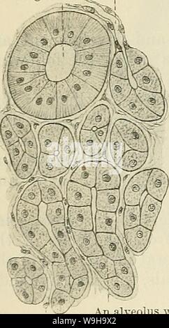 Image d'Archive de la page 1165 de Cunningham's Text-book d'anatomie (1914) Banque D'Images