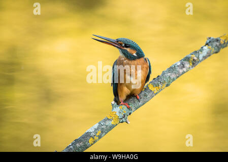 Kingfisher Alcedo atthis, Kingfisher,, ornithologie, pêche, rivière, bird Banque D'Images