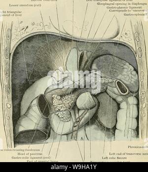 Image d'archive à partir de la page 1217 de Cunningham's Text-book d'anatomie (1914). Cunningham's Text-book d'anatomie cunninghamstextb00cunn Année : 1914 ( 1184 LE SYSTÈME DIGESTIF. Péritoine col vers le bas. Le péritoine est réfléchie par la surface à gauche sur au pancréas et de l'abdomen, formant un pli connu comme le droit de se coucher, alors que le pancréas couvrant péritonéale du côté droit est poursuivi, dans l'ensemble de cette partie du duodénum. Pars Descendens.-La partie descendante (O.T. Deuxième partie) commence au niveau du col de la vésicule biliaire, passe en bas derrière la coopération transverse Banque D'Images