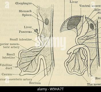 Image d'archive à partir de la page 1283 de Cunningham's Text-book d'anatomie (1914). Cunningham's Text-book d'anatomie cunninghamstextb00cunn Année : 1914 ( 1250 LE SYSTÈME DIGESTIF. l'abdomen. Déjà, à la cinquième ou sixième semaine, la forme adulte de l'estomac est clairement indiquée. Cette rotation de l'estomac autour de l'axe, qui s'accompagne d'une rotation de l'extrémité inférieure de l'oesophage, explique la position asymétrique des deux nerfs vagues. Chez les adultes la gauche nerf est trouvé sur l'avant de l'estomac, qui était à l'origine le côté gauche de l'orgue ; de même, le droit se trouve sur nerf th Banque D'Images