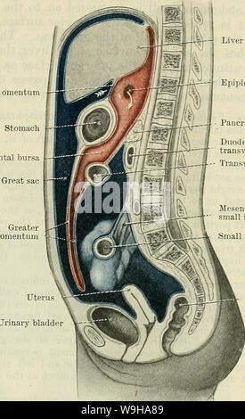 Image d'Archive de la page 1268 de Cunningham's Text-book d'anatomie (1914). Cunningham's Text-book d'anatomie cunninghamstextb00cunn Année : 1914 ( PEKITONEUM. 1235 Stomacl foie foramen graisse épiploïque bourse omentale pancréas duodénum, côlon transverse - la partie transversale de l'apex.la vessie ci-dessous, où il devient beaucoup plus robustes. Latéral à la ouraque, et à une certaine distance de celui-ci (Fig. 965), sera trouvé, dans le même tissu gras, (b) deux cordons fibreux plus robustes, le arteriEe umbilicales oblitérées (O.T. ob- literated artères hypogastriques), formant la plica umbilicalis lateralis dextra et sinistra Banque D'Images