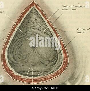 Image d'Archive de la page 1311 de Cunningham's Text-book d'anatomie (1914). Cunningham's Text-book d'anatomie cunninghamstextb00cunn Année : 1914 ( 127S L'UMNO-génitales SYSTÈME. de ce canal. Les uretères percer la paroi vésicale très obliquement, et ainsi la minute orificium ureteris, ou l'ouverture, de chaque a une figure elliptique. La frontière latérale de chaque ouverture est formé d'une mince, pli en croissant, qui, lorsque la vessie est gonflée artificiellement dans les morts sous réserve, agit comme une soupape dans la prévention de l'eau ou l'air de pénétrer dans l'uretère. D'où le terme ' valvula ureteris ' est parfois utilisé pour Banque D'Images