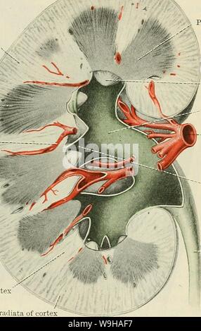 Image d'Archive de la page 1302 du Cunningham's Text-book d'anatomie (1914). Cunningham's Text-book d'anatomie cunninghamstextb00cunn Année : 1914 ( LE CONDUIT DU REIN. 1269 substance corticale partie basale de Pyramide Pyramide k artère . interlobaires papille J-- uretère Calice de l'artère rénale, dans la plupart des cas, se trouve dans l'iliaque externe ; mais cet arrangement n'est pas constante. Le cours et la position occupée par la portion abdominale de l'uretère est bien vu dans la Fig. 983. Dans X-ray photographies, l'ombre de la portion abdominale de l'uretère lorsque celui-ci a été rendue opaque, est se Banque D'Images