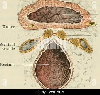 Image d'Archive de la page 1326 de Cunningham's Text-book d'anatomie (1914) Banque D'Images