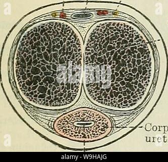 Image d'Archive de la page 1342 de Cunningham's Text-book d'anatomie (1914). Cunningham's Text-book d'anatomie cunninghamstextb00cunn Année : 1914 ( L'HOMME UEETHEA. 1309 Ouverture dans le canal, ils se trouvent sur une certaine distance, immédiatement au-dessous de sa muqueuse. Un certain nombre de petits pit-comme niches, appelé les lacunes urethrales, également ouvert dans l'immense partie de l'urètre, et sont disposé de manière que leurs ouvertures mènent pour la plupart à l'oblique dans le canal dans la direction de son orifice externe. Dans certains cas, un peu comme distributeur-pli de la muqueuse, la valvula fossae navicul Banque D'Images