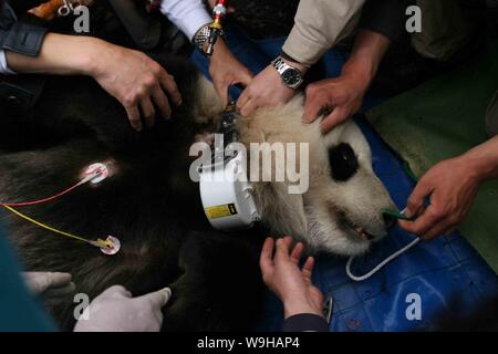 Photo du dossier du 27 avril 2006 montre aux travailleurs qui ont attaché un traceur électronique sur le panda Xiang Xiang Xyang mâle de 4 ans au Panda géant de Wolong Banque D'Images