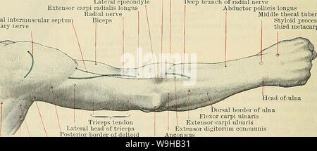 Image d'Archive de la page 1481 de Cunningham's Text-book d'anatomie (1914). Cunningham's Text-book d'anatomie cunninghamstextb00cunn Année : 1914 ( 1448 ANATOMIE CHIRURGICALE ET DE SURFACE. d'idées, le nerf cutané médial de l'avant-bras, et la cubitale superficielle des glandes lymphatiques, deux ou trois en nombre. L'extension de la partie proximale de l'épicondyle latéral de l'insertion du deltoïde est le septum intermusculaires latéral, qui est percé à la jonction de son tiers proximal et du Moyen-Orient par le nerf radial. Entre le septum et le intermusculaires bord latéral du biceps est le mauvais sens fin Banque D'Images