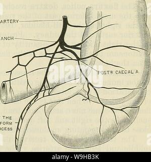 Image d'Archive de la page 1454 de Cunningham's Text-book d'anatomie (1914). Cunningham's Text-book d'anatomie cunninghamstextb00cunn Année : 1914 ( LE VISCEEA ABDOMINALE. 1421 en contact avec la paroi abdominale antérieure immédiatement au-dessus de la moitié latérale de l'arcade crurale. Dans l'état normal il est complètement entouré par le péritoine, et peut, par conséquent, de même que les processus vermiforme, être facilement délivré de l'abdomen. Dans la constipation chronique, associée à l'atonie intestinale, le caecum est à paroi mince, dilaté, mobiliers, et souvent de façon anormale des prolapsus dans le bassin. Le posi Banque D'Images