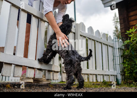 Noir miniature schnauzer rencontrer son propriétaire près de white fence. Banque D'Images