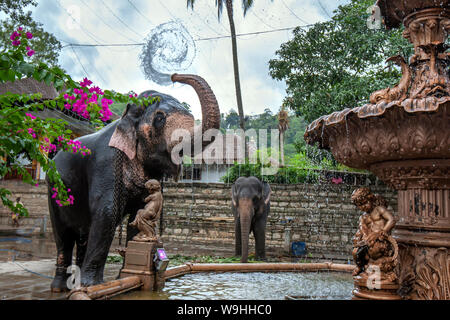 Une cérémonie de pulvérisations d'éléphants de l'eau d'une fontaine sur son corps à côté du Temple de la Dent sacrée à Kandy au Sri Lanka. Banque D'Images