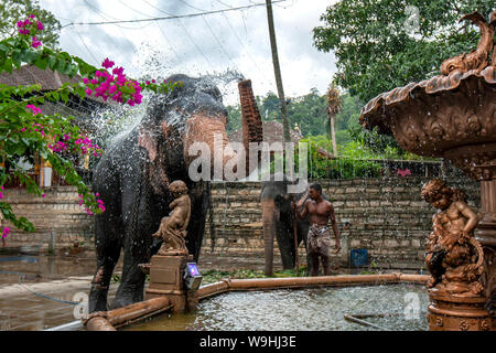 Une cérémonie de pulvérisations d'éléphants de l'eau d'une fontaine sur son corps à côté du Temple de la Dent sacrée à Kandy au Sri Lanka. Banque D'Images