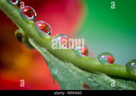 Goutte d'eau sur la feuille verte agrandir une fleur rouge de l'arrière-plan. Macro close up shot. Banque D'Images