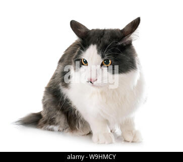 Kurilian Bobtail in front of white background Banque D'Images