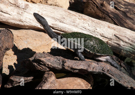 L'Est de l'Australie, Sydney Australie tortue de longue période de préchauffage à l'automne après soleil sortant d'un étang Banque D'Images