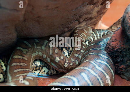 Sydney, Australie, centralian python tapis un serpent non venimeux Austrlian Banque D'Images