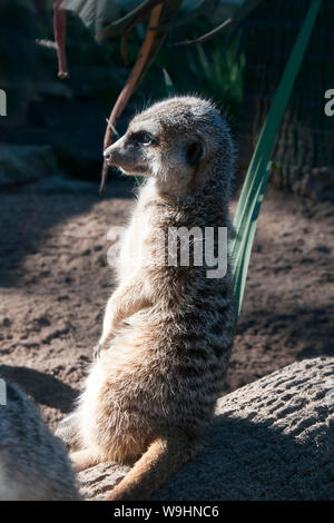 Sydney, Australie, Meerkat sitting on log dans l'après-midi soleil Banque D'Images