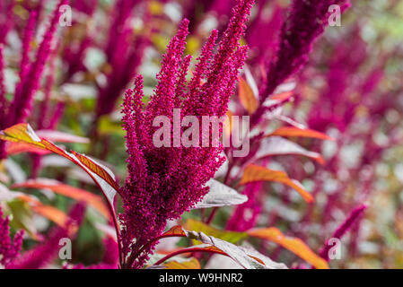 Amaranthus cruentus amarante fleurs Banque D'Images