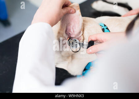 L'examen vétérinaire féminin un chien oreille Banque D'Images