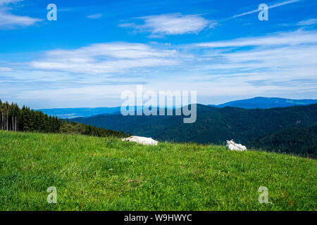 Allemagne, vue sur océan de verdure montagnes boisées de paysage naturel de la Forêt-Noire, près de la montagne Schauinsland avec deux vaches se reposant sur g Banque D'Images