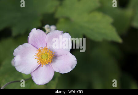 Anémone japonaise rose dans un jardin anglais en été Banque D'Images