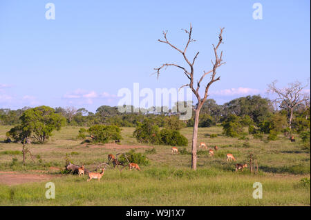 L'Afrique, Afrique australe, Afrique, le nord-est, Sabi Sand Game Reserve, 30074486 *** *** légende locale l'Afrique, Afrique australe, Afrique, ni Banque D'Images