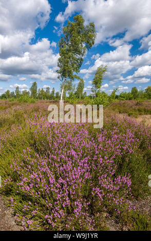 13 août 2019, le Brandebourg, Reicherskreuz : la bruyère dans la réserve naturelle de l'Reicherskreuzer Reicherskreuz entre Heide près de Guben Lieberose et dans l'est du Brandebourg commence à fleurir. Des décennies d'utilisation comme une zone d'entraînement militaire ont créé de vastes landes dans la partie sud de la Schlaubetal Nature Park. Une vaste réserve naturelle de 30 kilomètres carrés a été créé pour assurer la formation de nouvelles eaux souterraines et la protection de nombreuses espèces animales et végétales. Photo : Patrick Pleul/dpa-Zentralbild/ZB Banque D'Images