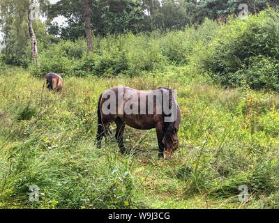 Un jour de pluie sur la lande, les poneys à la misérable. Les Labrador chiens jouant avec gros bâton et parapluie arc-en-ciel à l'envers dans le flux. Suzanne crédit McGowan / Alamy News Banque D'Images