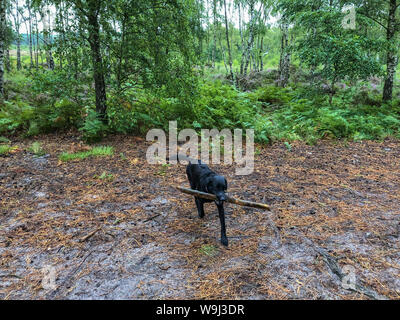 Un jour de pluie sur la lande, les poneys à la misérable. Les Labrador chiens jouant avec gros bâton et parapluie arc-en-ciel à l'envers dans le flux. Suzanne crédit McGowan / Alamy News Banque D'Images