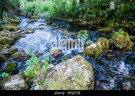 Forêt d'été l'eau du ruisseau clair circulant sur des pierres sur beau jour dans la nature. Nature étonnante en Serbie. L'aventure et l'exploration. Banque D'Images