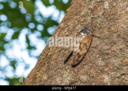 Grande cigale ( Graptopsaltria nigrofuscata brown ), Setagaya-Ku, Tokyo, Japon Banque D'Images