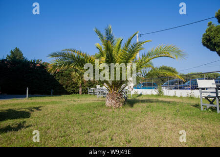 Location vacances cour avec palmiers et sur l'herbe verte journée d'été. Banque D'Images