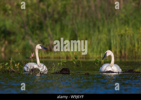 Trumpter cygnes reposant sur une vasière dans le nord du Wisconsin. Banque D'Images