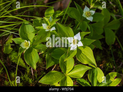 Quatre-temps la floraison dans le nord du Wisconsin. Banque D'Images