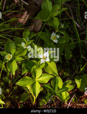 Quatre-temps la floraison dans le nord du Wisconsin. Banque D'Images